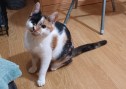 Piki (3)